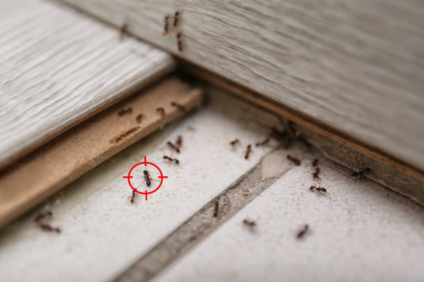 Best Exterminator Services  in Wofford Heights, CA
