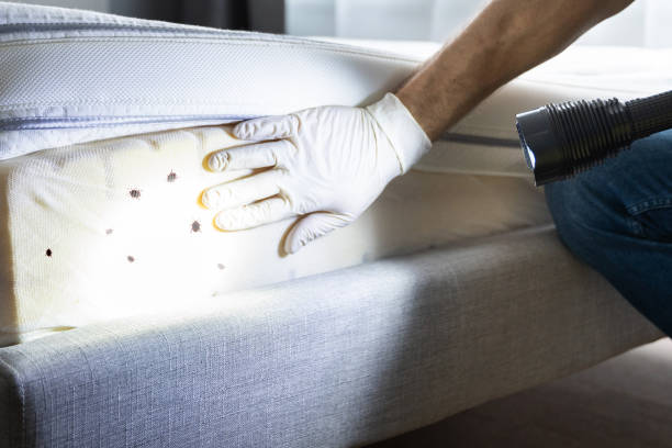 Best Best Pest Control Companies  in Wofford Heights, CA