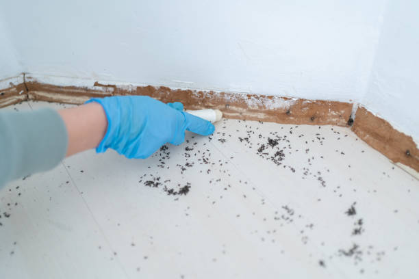 Best Termite Control Services  in Wofford Heights, CA